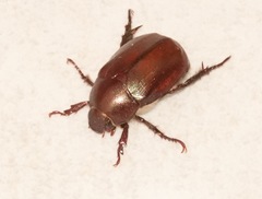Anomala obsoleta
