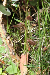 Cyrtostylis robusta