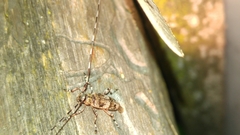 Acanthocinus griseus