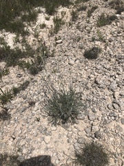 Hymenopappus filifolius cinereus
