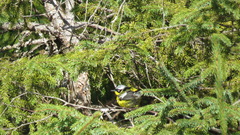 Setophaga magnolia image