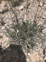 Hymenopappus filifolius cinereus
