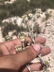 Hymenopappus filifolius cinereus