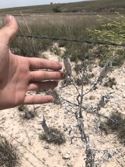 Mentzelia decapetala