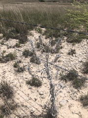 Mentzelia decapetala