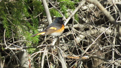 Setophaga ruticilla image