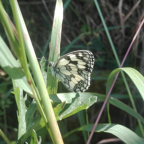 Melanargia galathea