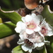 Taxandria marginata - Photo (c) Em Lamond,  זכויות יוצרים חלקיות (CC BY), הועלה על ידי Em Lamond