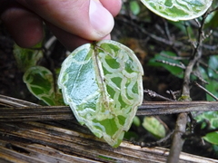 Eumetriochroa panacitorsens