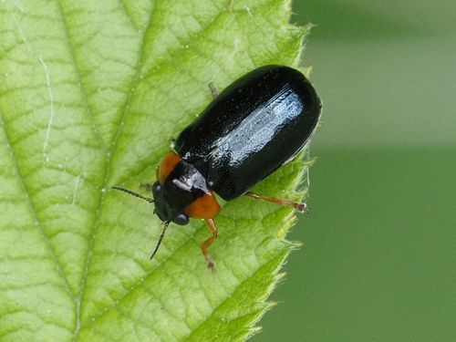 Smaragdine dorée