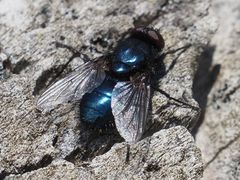 Protophormia terraenovae