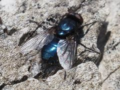 Protophormia terraenovae