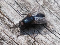 Protophormia terraenovae