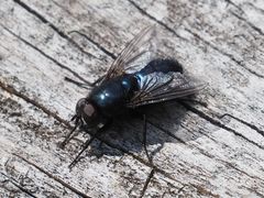 Protophormia terraenovae