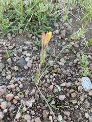 Takhtajaniantha austriaca