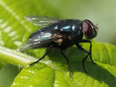 Protophormia terraenovae