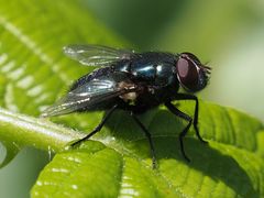 Protophormia terraenovae