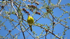 Leiothlypis ruficapilla image