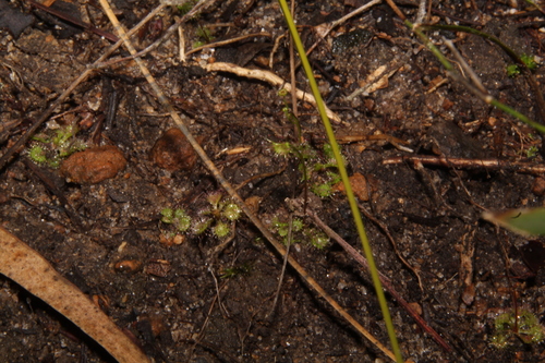 Drosera modesta
