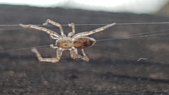 Anyphaena accentuata