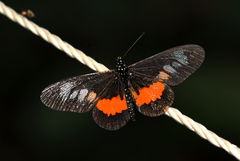 Acraea penelope