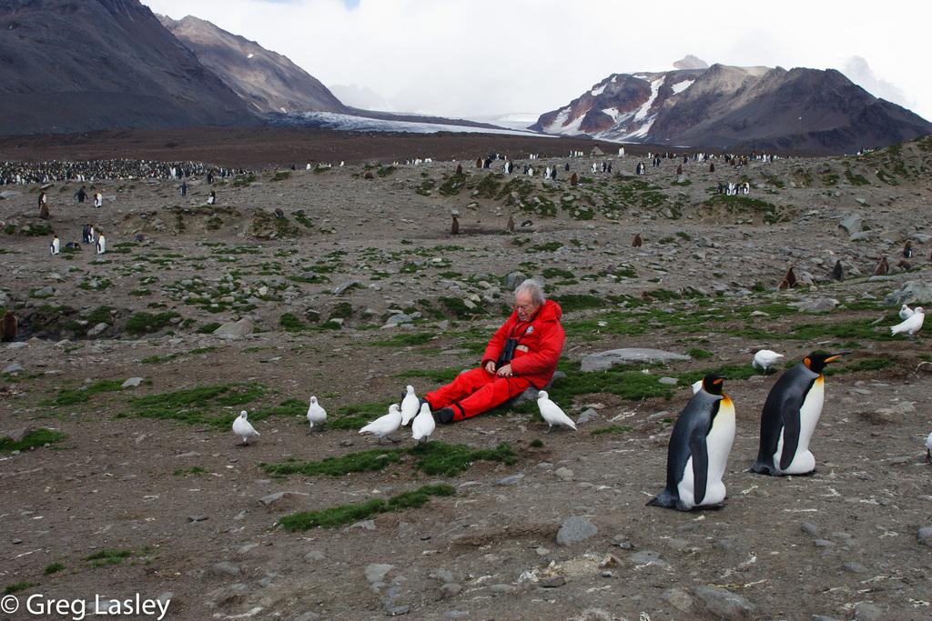 Snowy Sheathbill from South Georgia and the South Sandwich Islands on ...