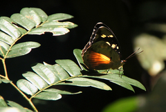Aterica galene
