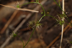 Drosera modesta