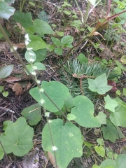 Ozomelis diversifolia