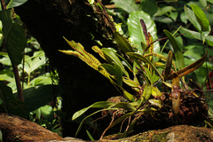 Megaclinium