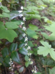 Ozomelis diversifolia