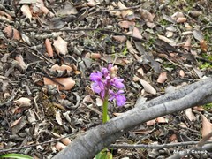 Orchis mascula