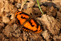 Byblia anvatara