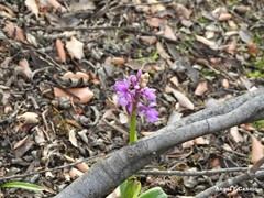 Orchis mascula