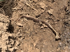 Arthurdendyus triangulatus