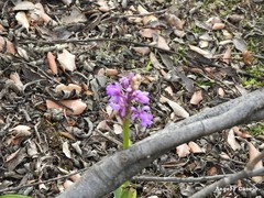 Orchis mascula