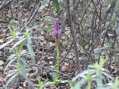 Orchis mascula