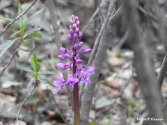 Orchis mascula
