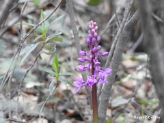 Orchis mascula