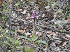 Orchis mascula