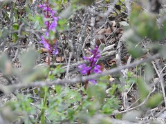 Orchis mascula