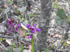 Orchis mascula
