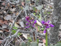 Orchis mascula