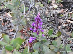 Orchis mascula