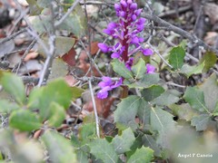 Orchis mascula