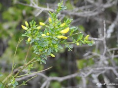 Cytisus scoparius