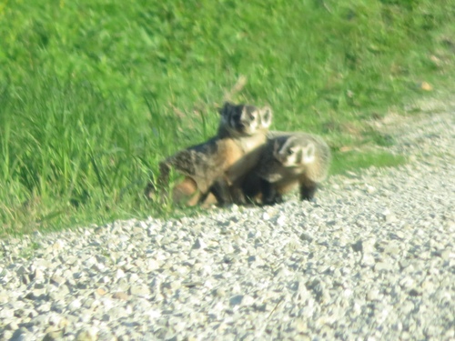 American Badger photographed in Iowa