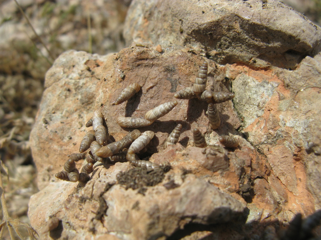 Brephulopsis subulata