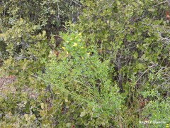 Cytisus scoparius