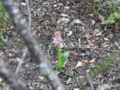 Orchis mascula